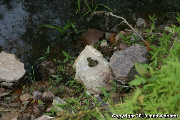 Northern Green Frog (Lithobates clamitans melanota)