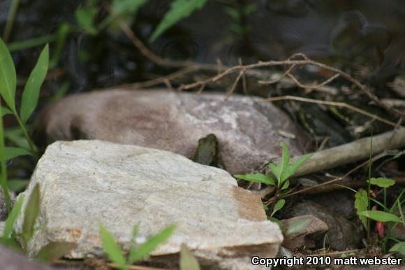 Northern Green Frog (Lithobates clamitans melanota)