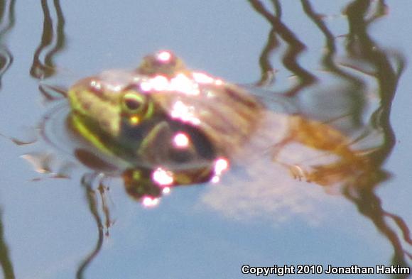 American Bullfrog (Lithobates catesbeianus)