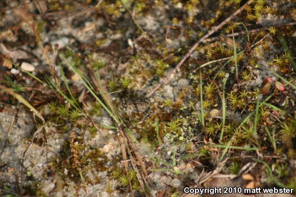 Fowler's Toad (Anaxyrus fowleri)