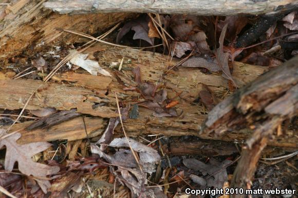 Fowler's Toad (Anaxyrus fowleri)