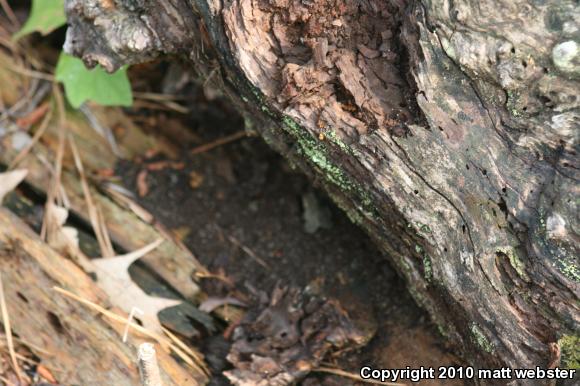 Fowler's Toad (Anaxyrus fowleri)