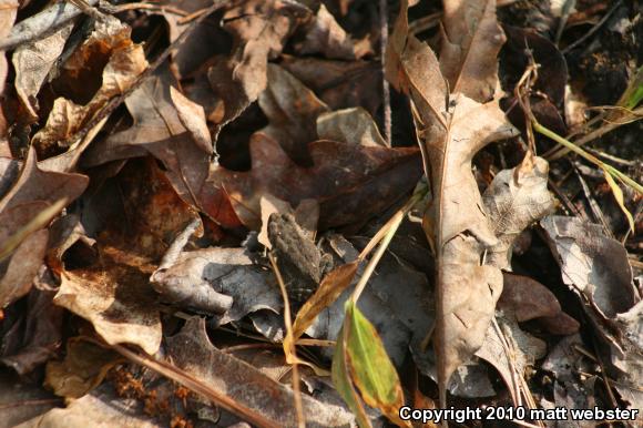 Fowler's Toad (Anaxyrus fowleri)