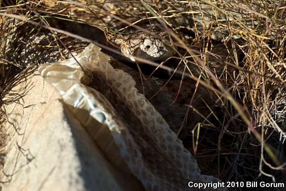 Western Diamond-backed Rattlesnake (Crotalus atrox)