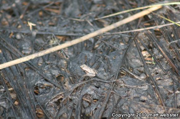 Northern Spring Peeper (Pseudacris crucifer crucifer)