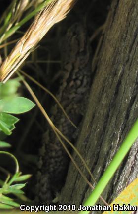 Coast Range Fence Lizard (Sceloporus occidentalis bocourtii)