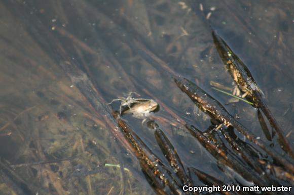 Wood Frog (Lithobates sylvaticus)