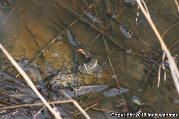 Northern Green Frog (Lithobates clamitans melanota)