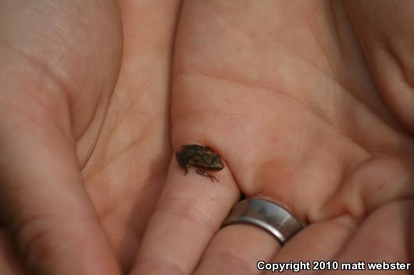 Northern Spring Peeper (Pseudacris crucifer crucifer)