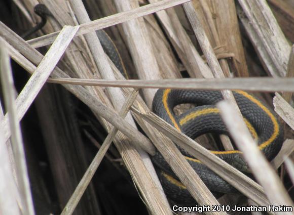 Santa Cruz Gartersnake (Thamnophis atratus atratus)