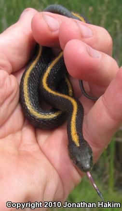 Santa Cruz Gartersnake (Thamnophis atratus atratus)