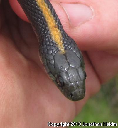 Santa Cruz Gartersnake (Thamnophis atratus atratus)