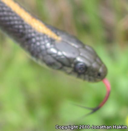 Santa Cruz Gartersnake (Thamnophis atratus atratus)