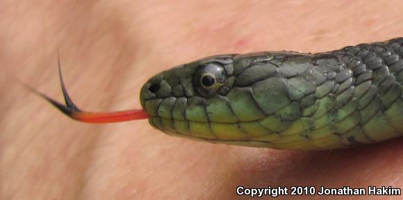 Santa Cruz Gartersnake (Thamnophis atratus atratus)