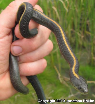 Santa Cruz Gartersnake (Thamnophis atratus atratus)