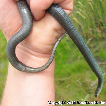 Santa Cruz Gartersnake (Thamnophis atratus atratus)