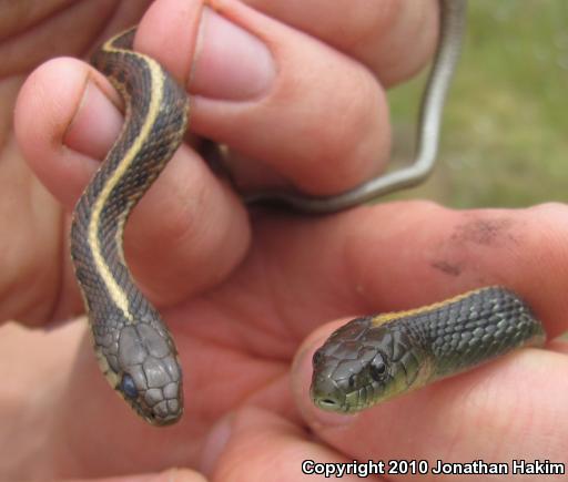 Santa Cruz Gartersnake (Thamnophis atratus atratus)