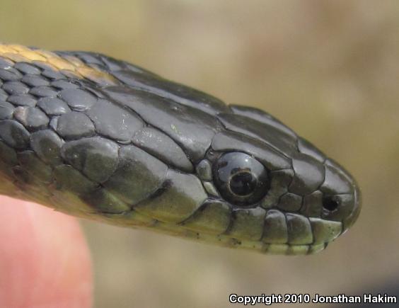 Santa Cruz Gartersnake (Thamnophis atratus atratus)