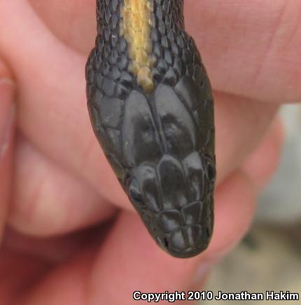 Santa Cruz Gartersnake (Thamnophis atratus atratus)