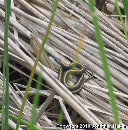 Santa Cruz Gartersnake (Thamnophis atratus atratus)