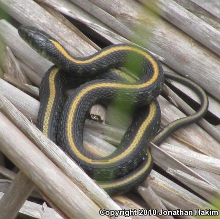 Santa Cruz Gartersnake (Thamnophis atratus atratus)