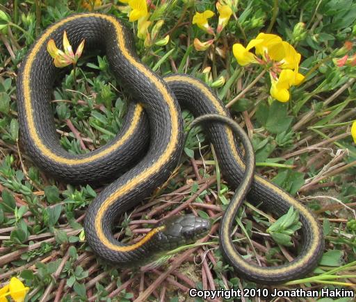 Santa Cruz Gartersnake (Thamnophis atratus atratus)