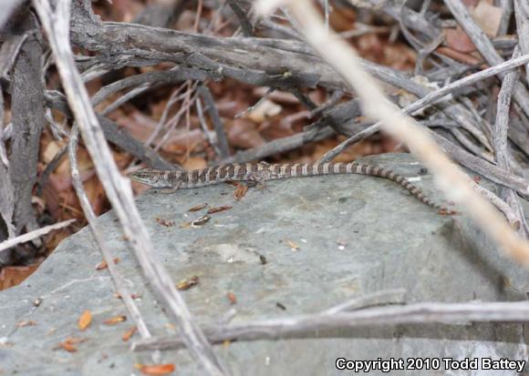 Panamint Alligator Lizard (Elgaria panamintina)