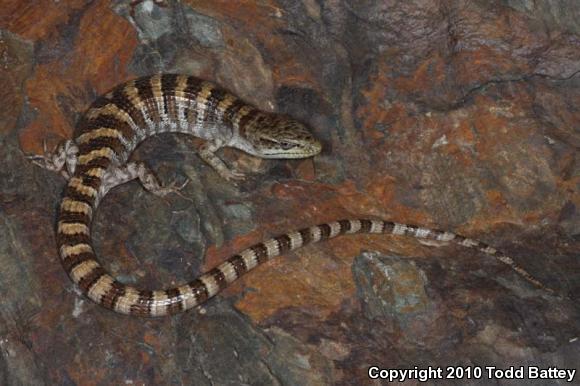 Panamint Alligator Lizard (Elgaria panamintina)