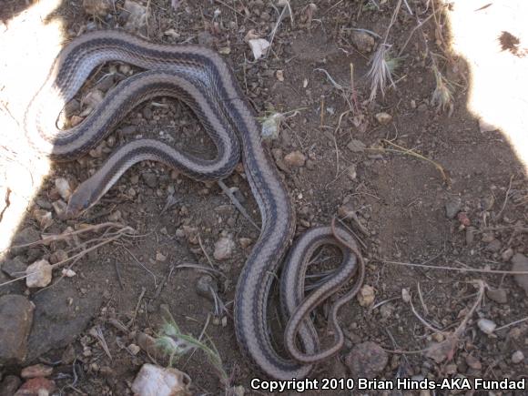 Mojave Patch-nosed Snake (Salvadora hexalepis mojavensis)