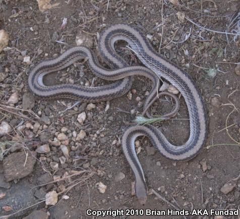 Mojave Patch-nosed Snake (Salvadora hexalepis mojavensis)