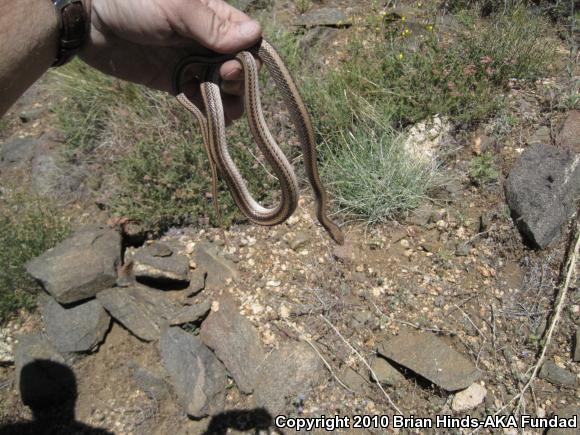 Mojave Patch-nosed Snake (Salvadora hexalepis mojavensis)