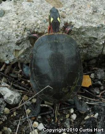 Midland Painted Turtle (Chrysemys picta marginata)