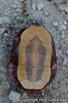 Midland Painted Turtle (Chrysemys picta marginata)