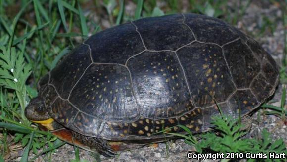 Blanding's Turtle (Emydoidea blandingii)