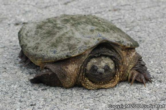 Eastern Snapping Turtle (Chelydra serpentina serpentina)