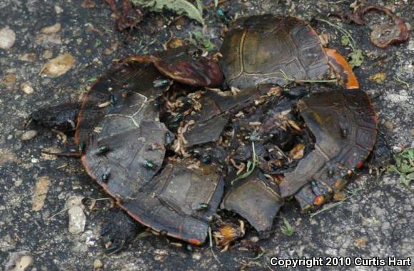 Midland Painted Turtle (Chrysemys picta marginata)