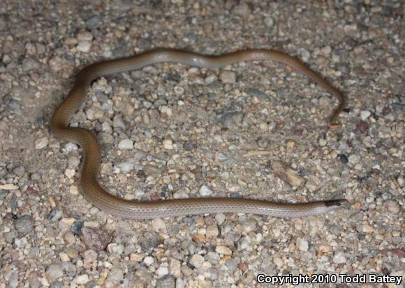 Smith's Black-headed Snake (Tantilla hobartsmithi)