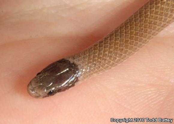 Smith's Black-headed Snake (Tantilla hobartsmithi)