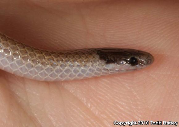 Smith's Black-headed Snake (Tantilla hobartsmithi)