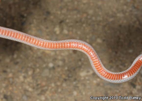 Smith's Black-headed Snake (Tantilla hobartsmithi)