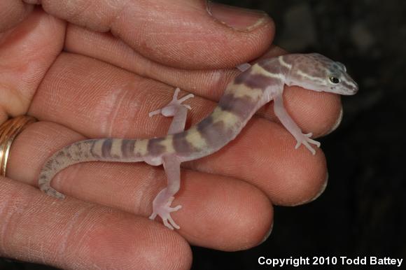 Desert Banded Gecko (Coleonyx variegatus variegatus)