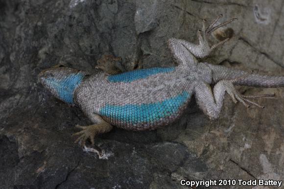 Great Basin Fence Lizard (Sceloporus occidentalis longipes)