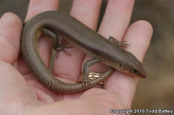 Western Redtail Skink (Plestiodon gilberti rubricaudatus)