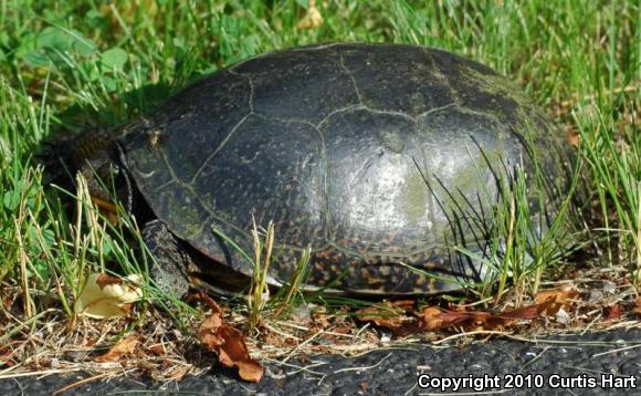 Blanding's Turtle (Emydoidea blandingii)