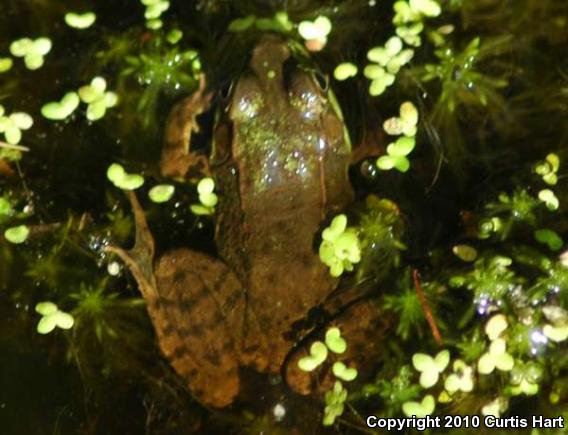 Northern Green Frog (Lithobates clamitans melanota)