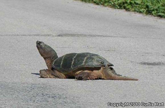 Eastern Snapping Turtle (Chelydra serpentina serpentina)