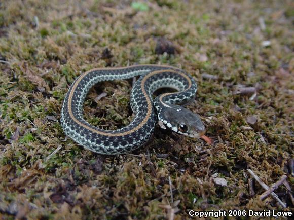 Common Gartersnake (Thamnophis sirtalis)