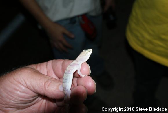 Desert Banded Gecko (Coleonyx variegatus variegatus)