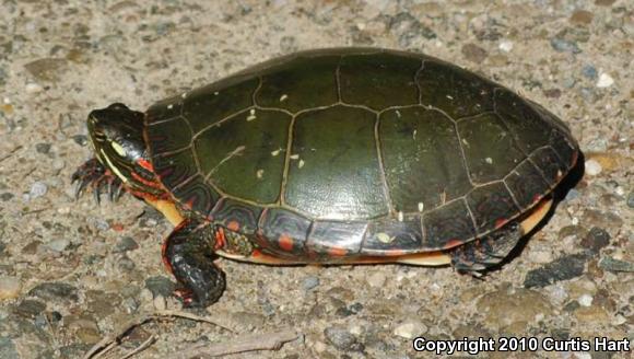 Midland Painted Turtle (Chrysemys picta marginata)