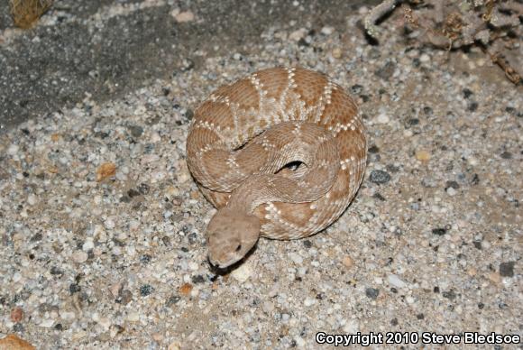 Red Diamond Rattlesnake (Crotalus ruber)